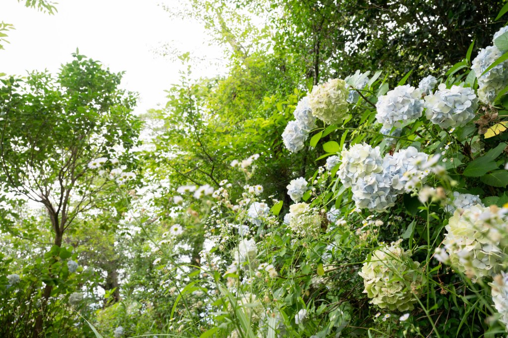 県大の紫陽花(アジサイ)