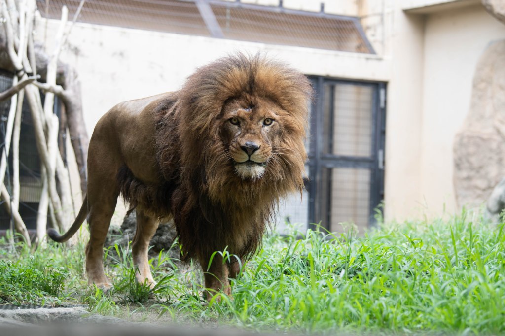 7月の日本平動物園の画像！