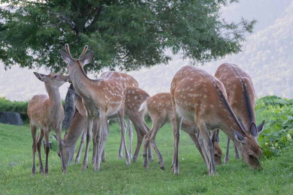 専務 道東へ行く！野生のシカ編！