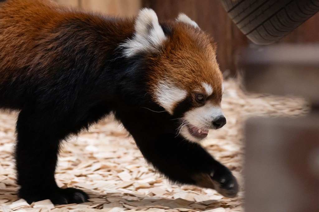 ニコンZ30で日本平動物園のレッサーパンダを撮りました！