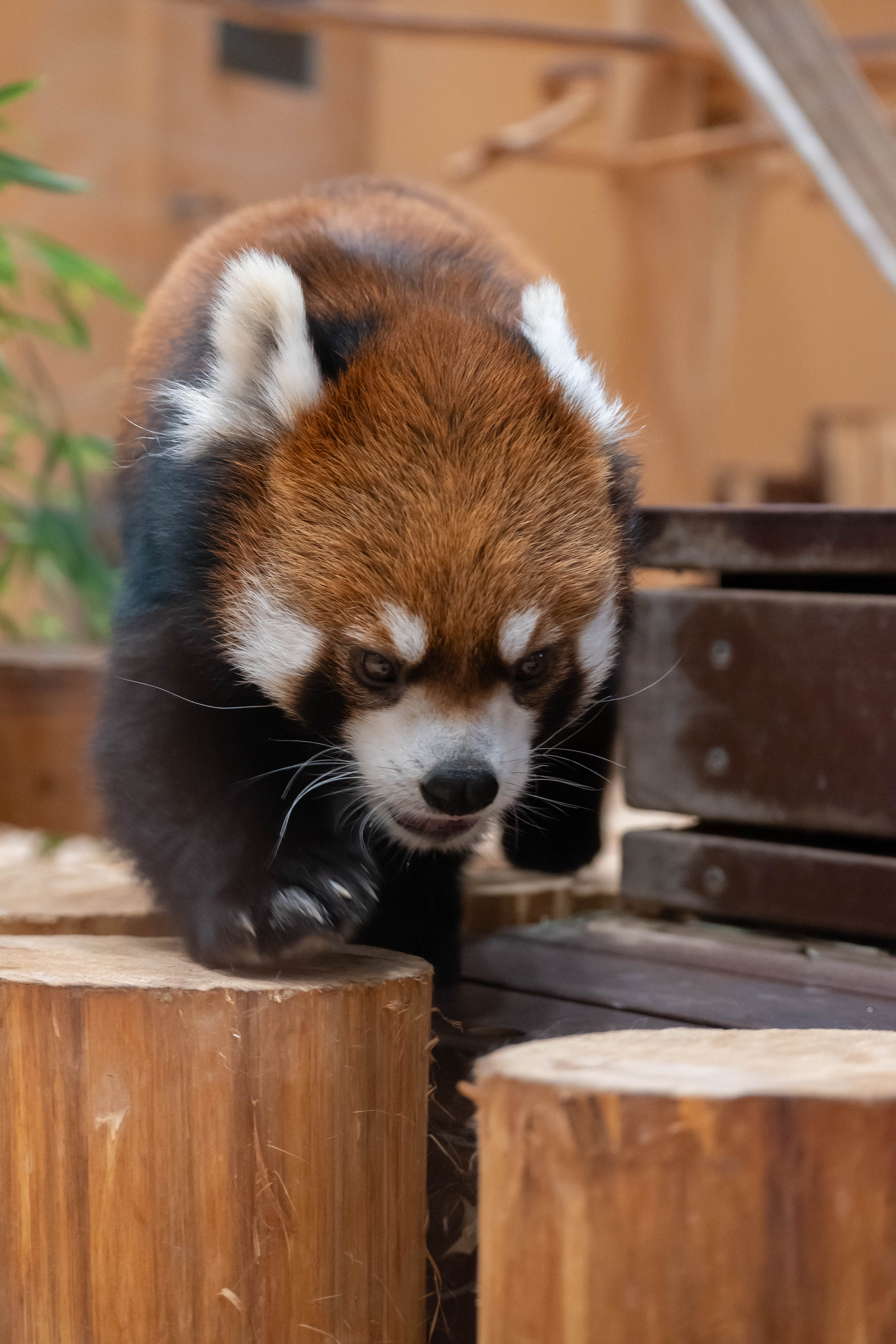 ニコンZ30で日本平動物園のレッサーパンダを撮りました！ – 京都むら