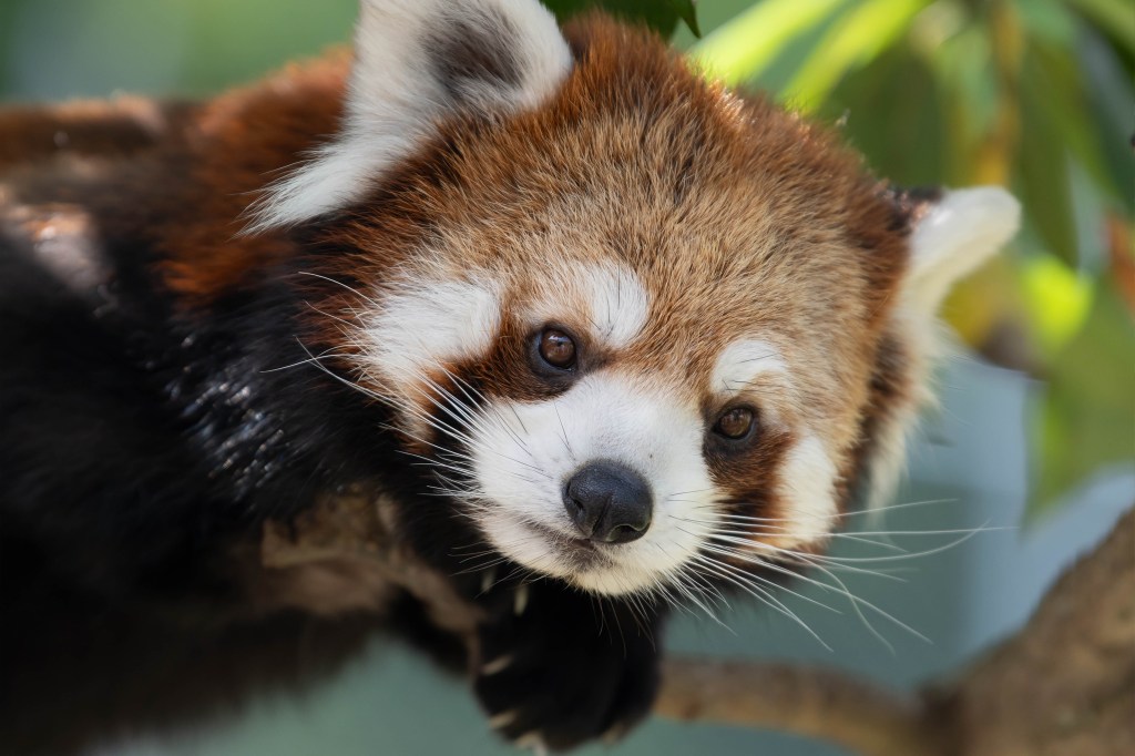 ニコンD850で日本平動物園で動物さんを撮ってきました！