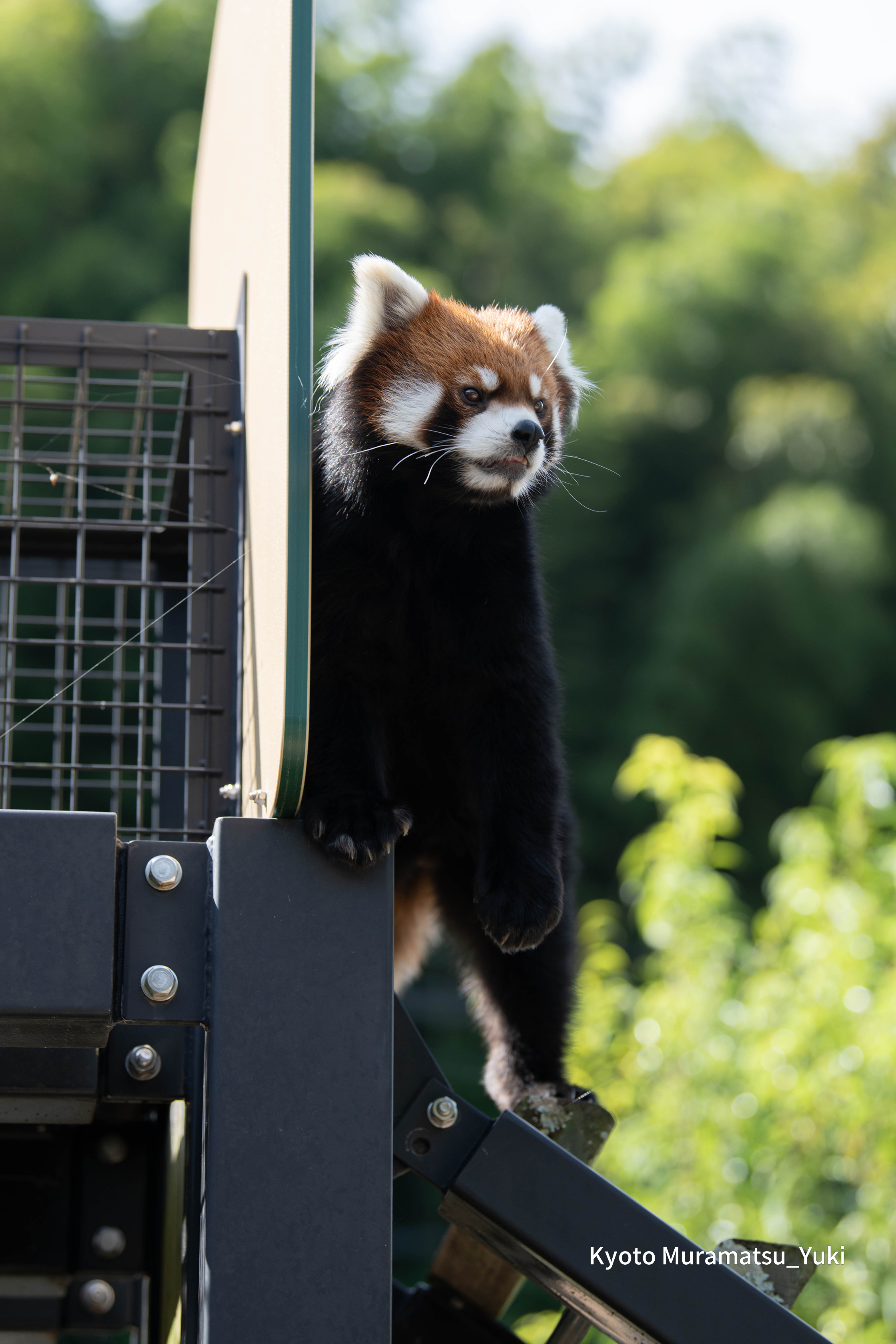 ニコンD850で日本平動物園で動物さんを撮ってきました！ – 京都むら