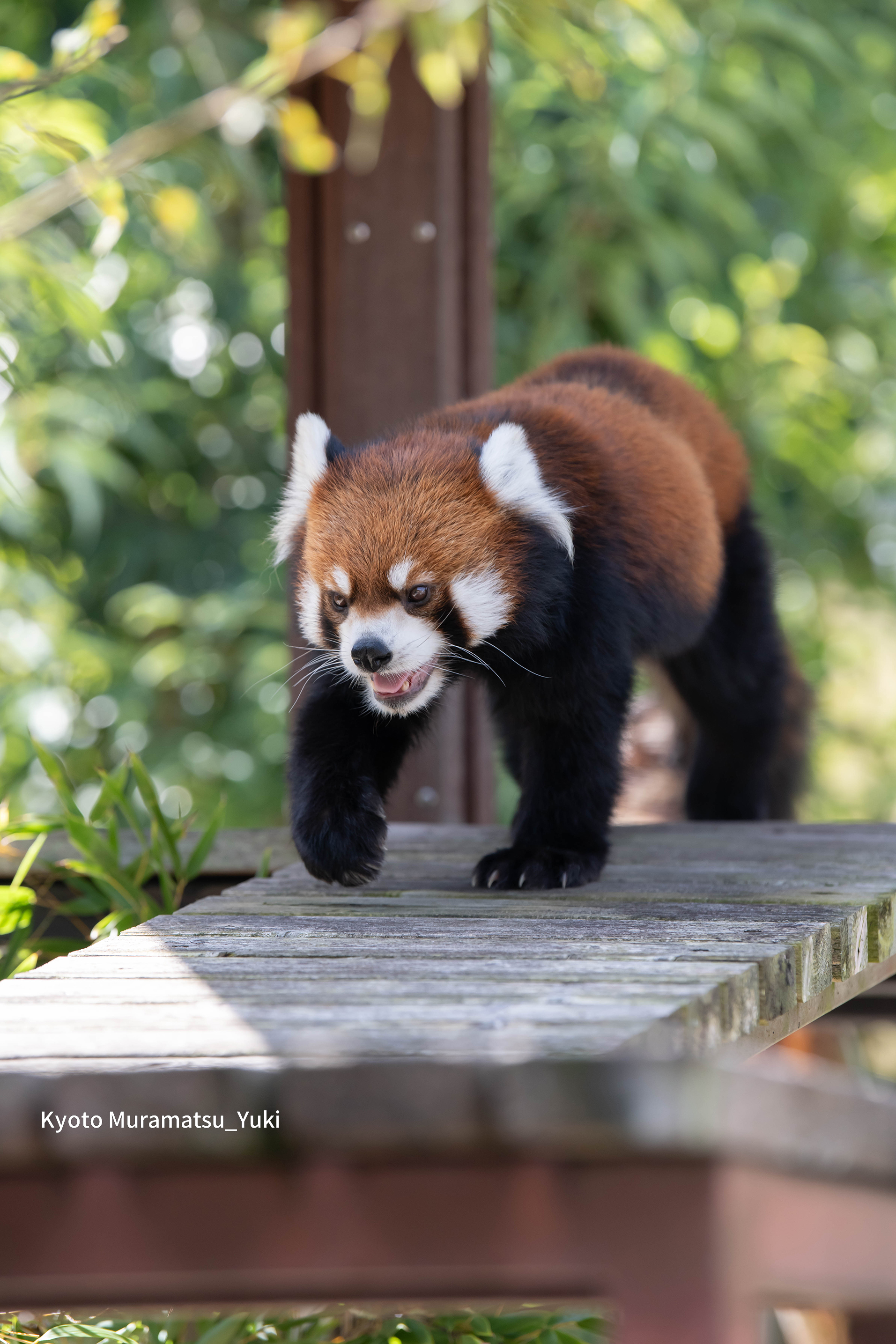ニコンD850で日本平動物園で動物さんを撮ってきました！ – 京都むら