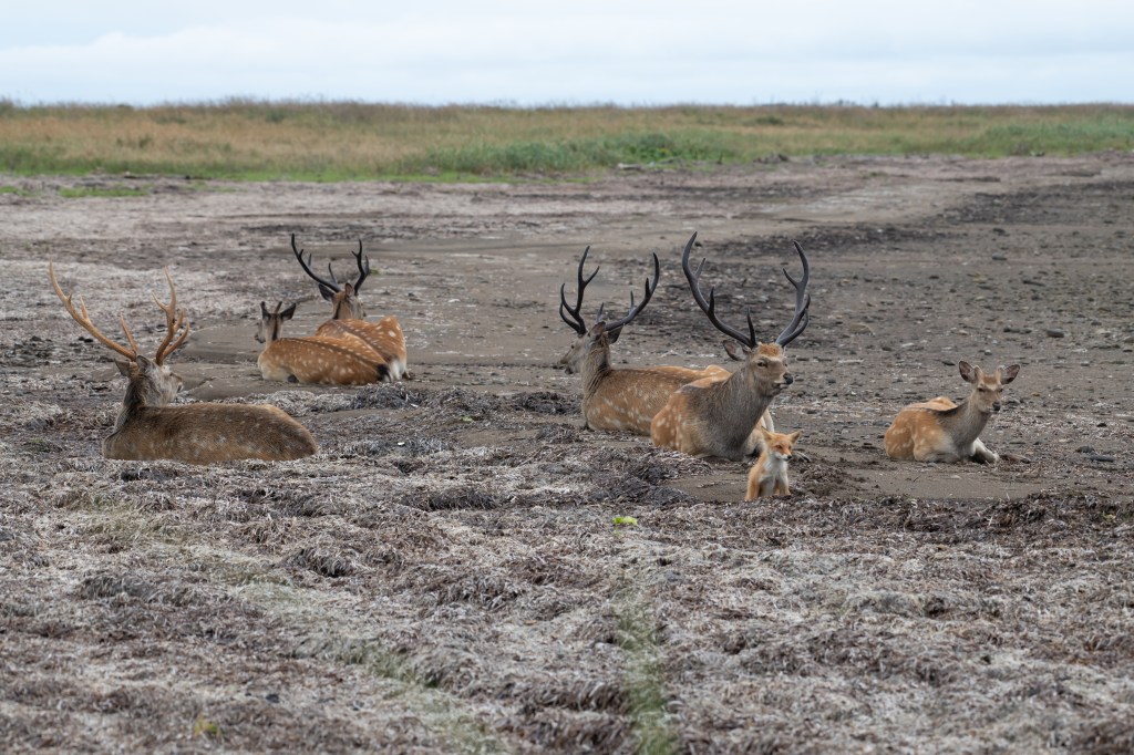専務の夏休み！釧路市動物園と野付半島！！